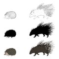 Vector Set of Porcupine and Hedgehog Illustrations
