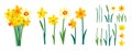 Vector set of positive floral illustrations isolated on white background. Early spring garden flowers. Yellow daffodils