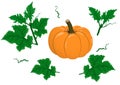 Vector set of pumpkin and green leaves on white background. Royalty Free Stock Photo