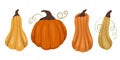 Vector set of pumpkins isolated from the background. Autumn harvest collection. Vegetables from the garden