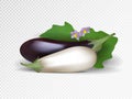 Vector set of purple and white vegetables. Violet and white eggplants isolated on transparent background.