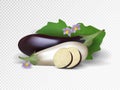 Vector set of purple and white vegetables. Violet and white eggplants isolated on transparent background.