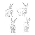 vector set of rams, male of sheep, hand drawn sketch of animals isolated at white background Royalty Free Stock Photo