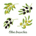 Vector set of realistic olive branches. Royalty Free Stock Photo