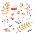 Vector Set of red autumn watercolor elements - berries and leaves. Collection garden, wild foliage and branches Royalty Free Stock Photo