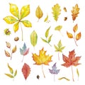 Vector Set of red autumn watercolor elements - herbs and leaf. Collection garden, wild foliage and branches Royalty Free Stock Photo