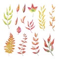 Vector Set of red autumn watercolor leaves and branches. Collection garden, wild foliage Royalty Free Stock Photo