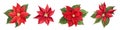 Vector set of red poinsettia and green leaves. New Year flowers on white background. Royalty Free Stock Photo