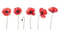 Vector set of red poppies. Colorful meadow wild flowers. Watercolor hand drawn illustration isolated on white background