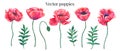 Vector set of red poppies with leaves and bud. Colorful flowers. Elements for floral summer design. Watercolor hand Royalty Free Stock Photo