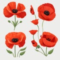 Vector set of red watercolor poppy flowers. Hand drawn style set of poppy, botanical illustration of flowers isolated on a white Royalty Free Stock Photo