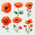 Vector set of red watercolor poppy flowers. Hand drawn style set of poppy, botanical illustration of flowers isolated on a white Royalty Free Stock Photo