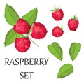 Vector set of ripe raspberries, isolated on a white background. Beautiful juicy berries. design element Royalty Free Stock Photo
