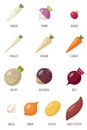 Root vegetables. Vector illustration.
