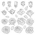 Vector set of roses. Black hand-drawn flowers isolated on white background. Can use for wedding invitations Royalty Free Stock Photo