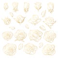 Vector set of roses. Golden hand-drawn flowers cutout on white background. Can use for wedding invitations Royalty Free Stock Photo