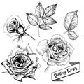 Vector set of roses. Hand drawn vintage art. Floral burgeons