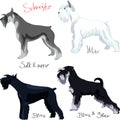 vector Set of Schnauzer