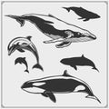 Vector set of sea animals. Dolphin, grampus silhouettes. Royalty Free Stock Photo