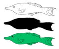 Vector set of sea fish Gomphosus varius. set of isolated elements sketch b silhouette in black and in green tropical fish hand Royalty Free Stock Photo