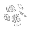 Vector set sea shells and pearls different shapes. Clamshells monochrome black outline sketch illustration on Royalty Free Stock Photo