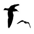 Vector set - seagull silhouette on white background collection Royalty Free Stock Photo