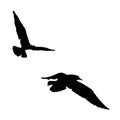 Vector set - seagull silhouette on white background collection Royalty Free Stock Photo