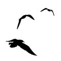 Vector set - seagull silhouette on white background collection Royalty Free Stock Photo