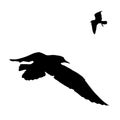 Vector set - seagull silhouette on white background collection Royalty Free Stock Photo