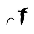 Vector set - seagull silhouette on white background collection Royalty Free Stock Photo