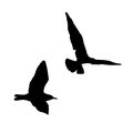 Vector set - seagull silhouette on white background collection Royalty Free Stock Photo