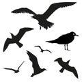 Vector set - seagull silhouette on white background Royalty Free Stock Photo