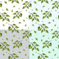 Vector set of seamless pattern of green birch tree brunches and leaves. Royalty Free Stock Photo