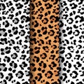 Vector set of seamless pattern of wild leopard skin print Royalty Free Stock Photo