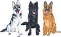 Vector set of shepherd dogs Royalty Free Stock Photo