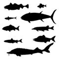 Vector Set of Silhouette Fish. Sea, River and Lake Types