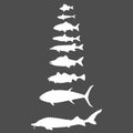 Vector Set of Silhouette Fish. Sea, River and Lake Types