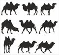 Vector set of silhouettes of bactrian camels. Shadows Large mammal anima Royalty Free Stock Photo