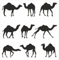 Vector set of silhouettes of one-humped camels. Royalty Free Stock Photo