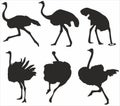 Vector set of silhouettes of ostriches.