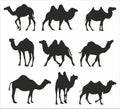 Vector set of silhouettes of two-humped and one-humped camels. Shadows Large mammal animal. Royalty Free Stock Photo