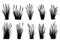 Vector set of simple silhouettes of Bulrush or reed or cattail or Typha leaves in black isolated on white background