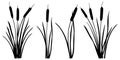 Vector set of simple silhouettes of Bulrush or reed or cattail or typha leaves in black isolated on white background.