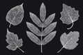 Vector set of skeletonized leaves on a black background