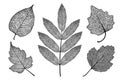 Vector set of skeletonized leaves on a white background