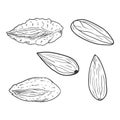 Vector Set of Sketch Almond Nuts Royalty Free Stock Photo
