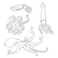 Vector Set of Sketch Cephalopods. Octopus, Cuttle and Squid