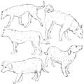 Vector Set of Sketch Dogs Royalty Free Stock Photo