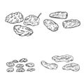 Vector Set of Sketch Dried Fruits Royalty Free Stock Photo