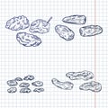 Vector Set of Sketch Dried Fruits. Prune, Date Fruit, Raisin and Dried Apricot